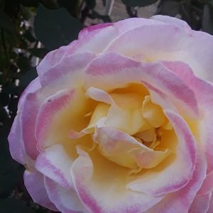 Meet your Posher, Marybeth